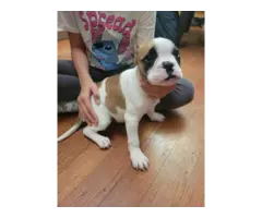 French Bulldog mix puppies for sale - 4