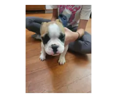 French Bulldog mix puppies for sale - 5