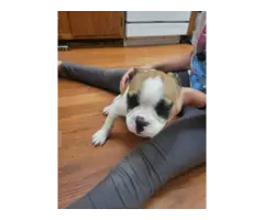 French Bulldog mix puppies for sale - 6