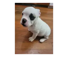 French Bulldog mix puppies for sale - 7