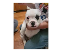 French Bulldog mix puppies for sale - 10