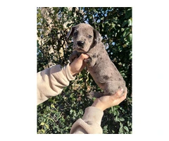 Merle Great Dane puppy - 2
