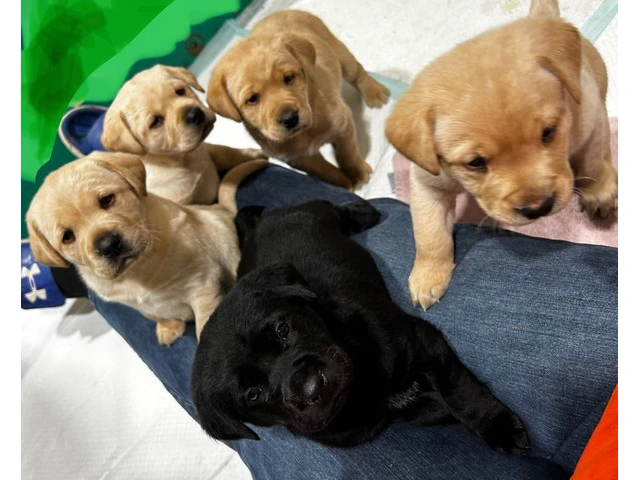 AKC Male Lab puppies for sale - 1/3