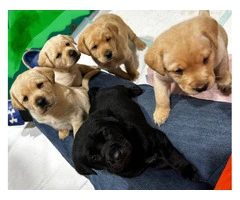 AKC Male Lab puppies for sale - 1