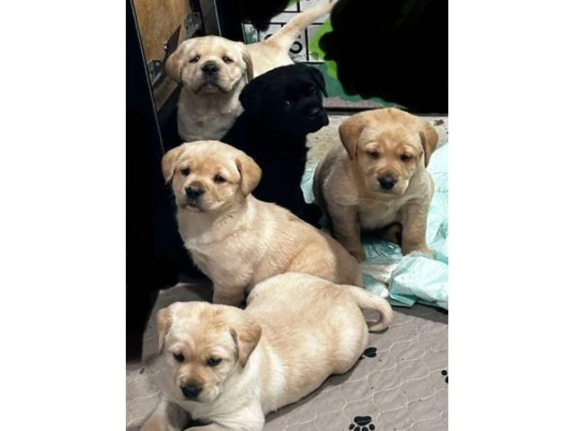 AKC Male Lab puppies for sale - 2/3