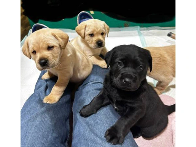 AKC Male Lab puppies for sale - 3/3