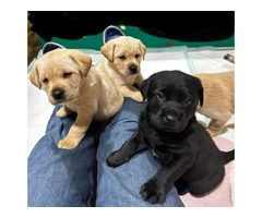 AKC Male Lab puppies for sale - 3