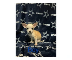 Purebred Mini Chihuahua puppies for adoption - 3
