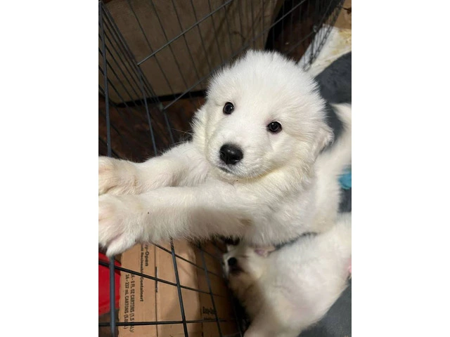Great Pyrenees/ Akbash puppy - 1/7