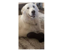 Great Pyrenees/ Akbash puppy - 2