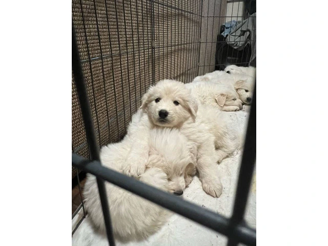 Great Pyrenees/ Akbash puppy - 3/7