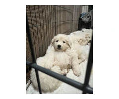 Great Pyrenees/ Akbash puppy - 3