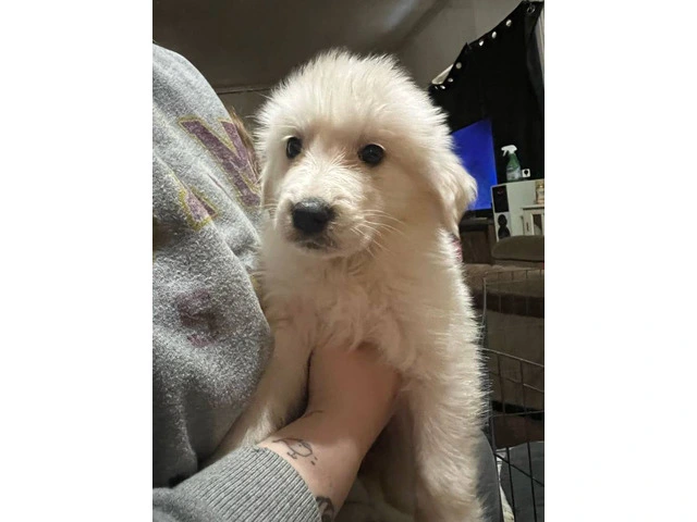 Great Pyrenees/ Akbash puppy - 5/7