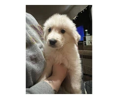 Great Pyrenees/ Akbash puppy - 5
