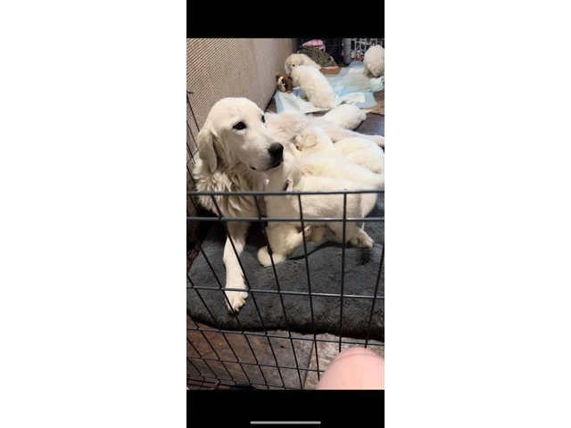 Great Pyrenees/ Akbash puppy - 6/7