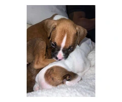 9 boxer puppies in need of homes - 3