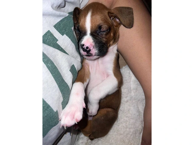 9 boxer puppies in need of homes - 5/11