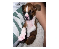 9 boxer puppies in need of homes - 5