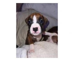 9 boxer puppies in need of homes - 6
