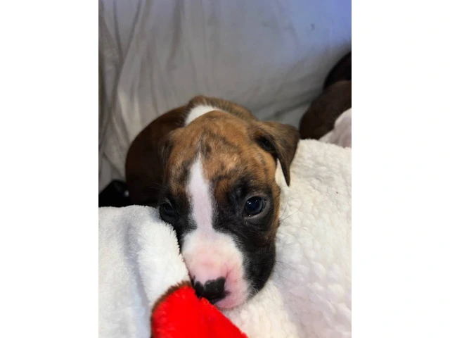 9 boxer puppies in need of homes - 7/11