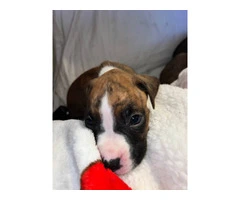 9 boxer puppies in need of homes - 7