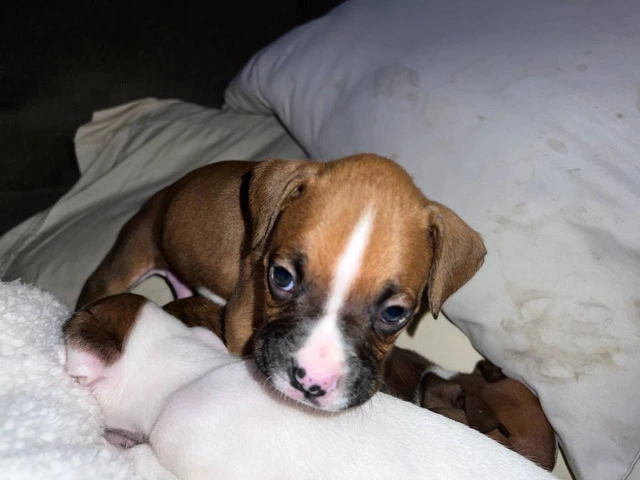 9 boxer puppies in need of homes - 9/11