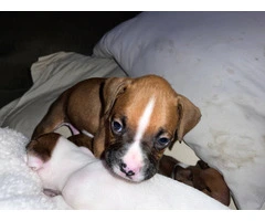 9 boxer puppies in need of homes - 9