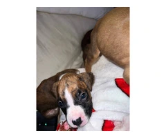 9 boxer puppies in need of homes - 10