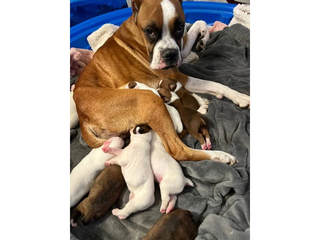 9 boxer puppies in need of homes - 11/11