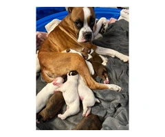 9 boxer puppies in need of homes - 11