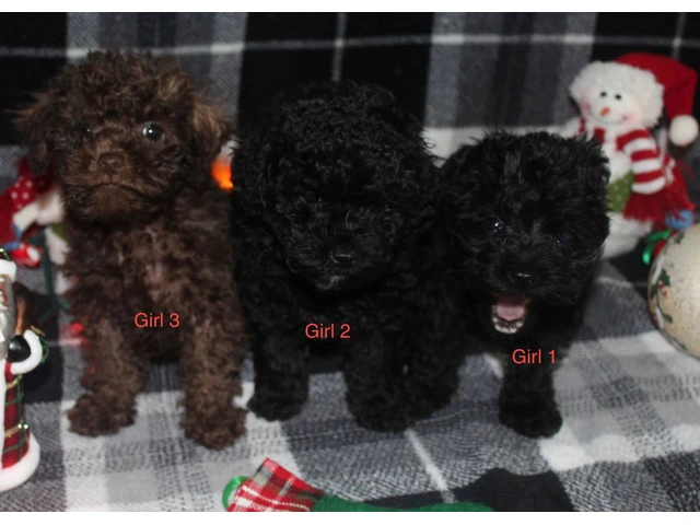 3 cute female Schnoodle puppies - 1/10