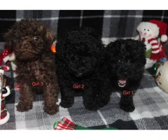 3 cute female Schnoodle puppies