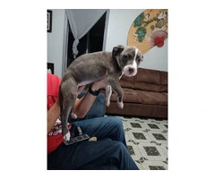 Young pit bull puppy needs new home - 2