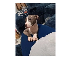 Young pit bull puppy needs new home - 3