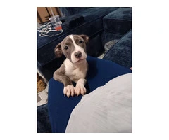 Young pit bull puppy needs new home - 5