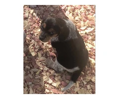Stunning beagle puppies - 2