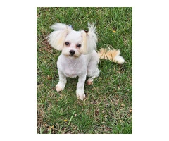 6 months old Maltese for sale - 3