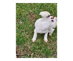 6 months old Maltese for sale - 4