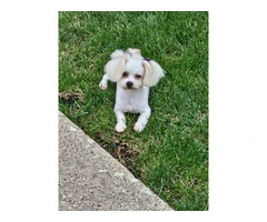 6 months old Maltese for sale - 5