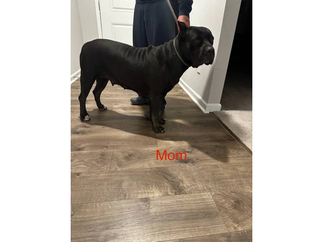 Cane Corso puppies for sale - 3/6