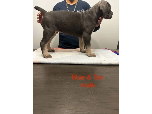 Cane Corso puppies for sale - 4/6