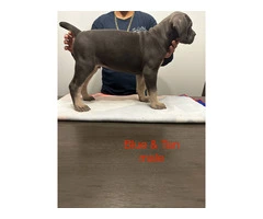 Cane Corso puppies for sale - 4