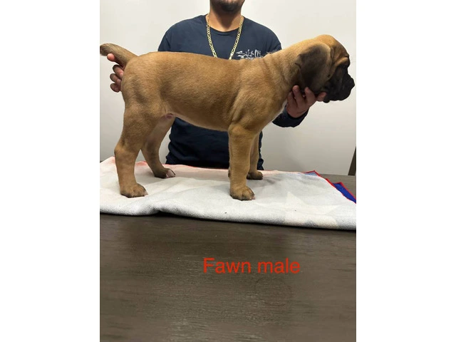 Cane Corso puppies for sale - 5/6