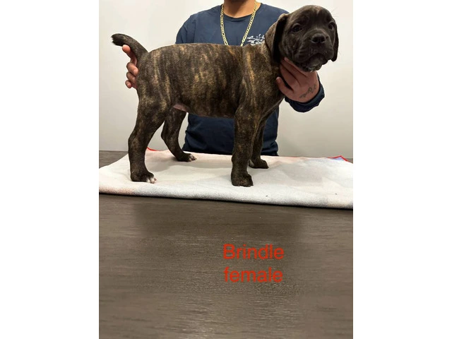 Cane Corso puppies for sale - 6/6
