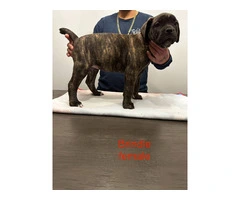 Cane Corso puppies for sale - 6
