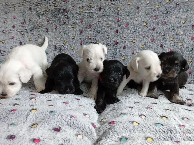 Miniature Schnauzer Puppies - 1/5