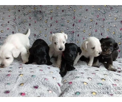 Miniature Schnauzer Puppies - 1