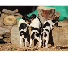 4 AKC registered Rat Terrier Puppies for Sale