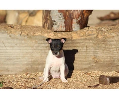 4 AKC registered Rat Terrier Puppies for Sale - 2