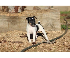 4 AKC registered Rat Terrier Puppies for Sale - 3